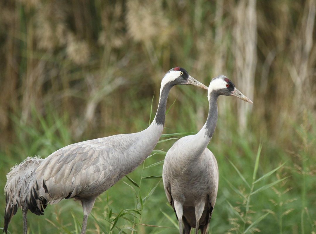 Decoration Tips and Tricks Decoradyard