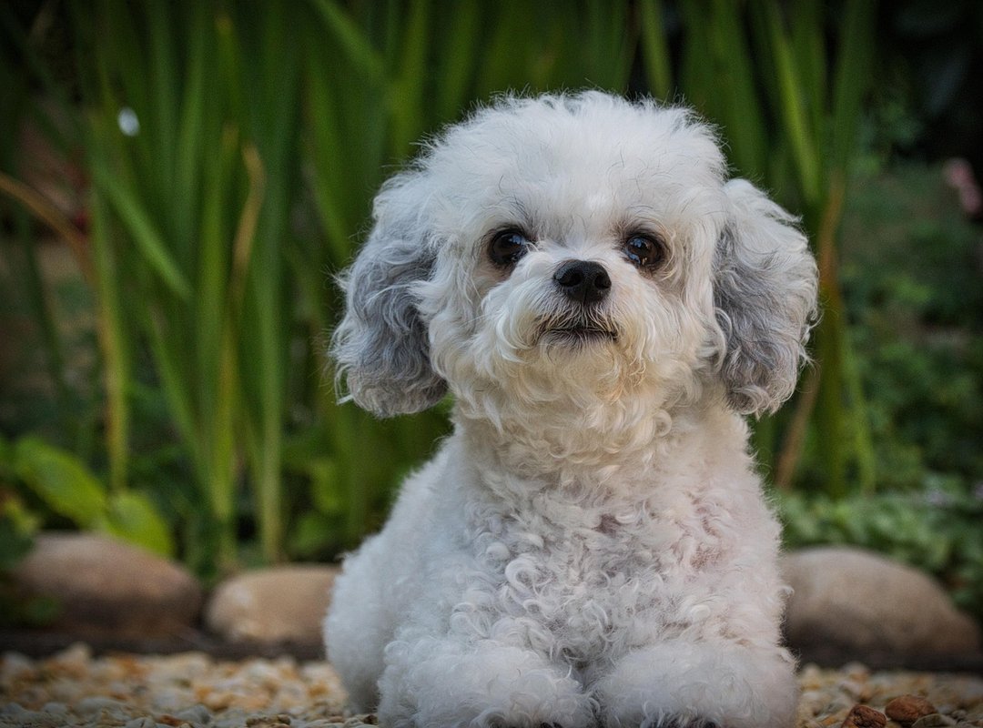 How to Choose the Right Wall Coverings Mrshomint