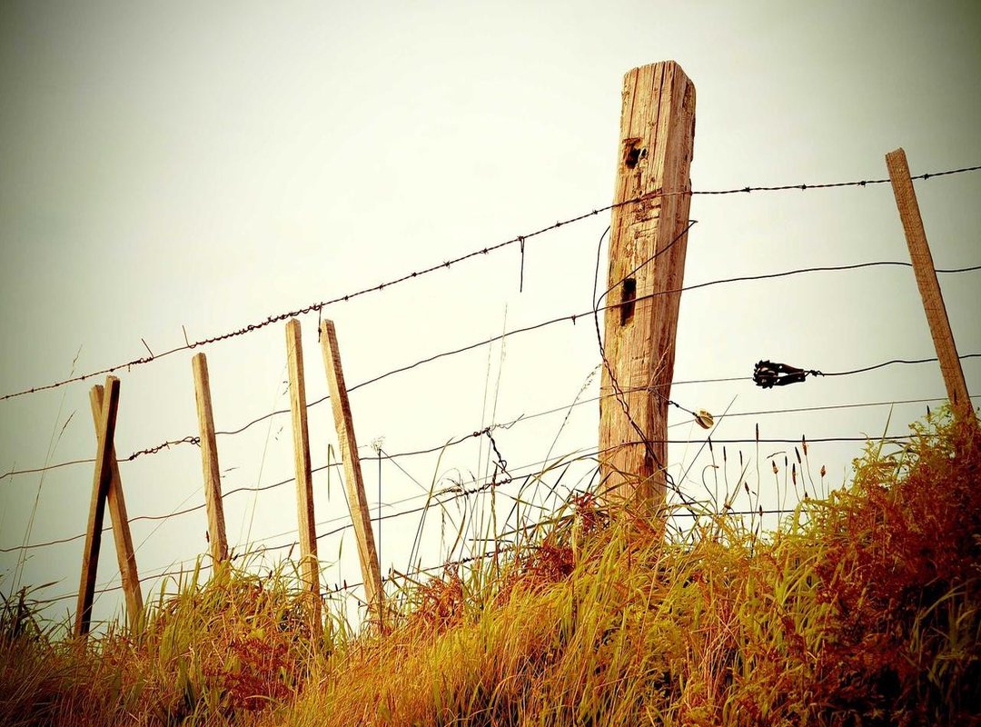 Easy Animal & Creature Drawing Prompts